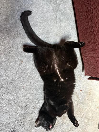 Photo of my parents' wicked little black cat resting on her back, tummy exposed, tongue a perfect pink blep.