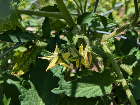 Closeup of some flowers on a tomato plant