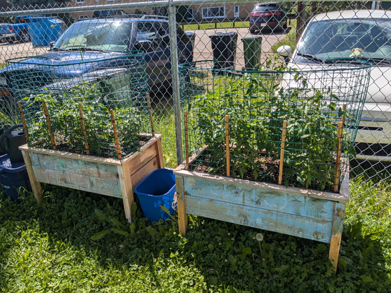 Two wooden planter boxes, wrapped in plastic netting in what was probably an overdone effort to catproof them, full of tomato plants soaking up the sun
