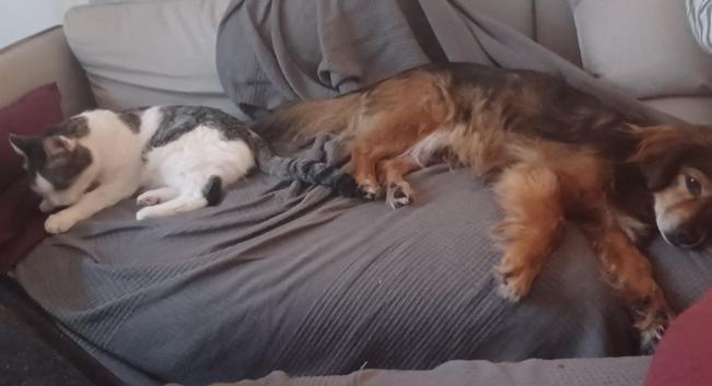 Kater Fritte und Kokonimix Sean liegen aufm Sofa