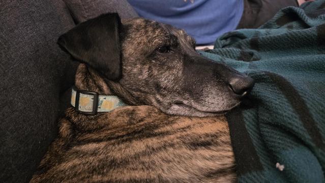 Photo of a brindle hound mix, doped out of his mind on trazadone, looking sad and drugged