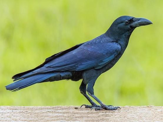 Picture of Large-billed Crow