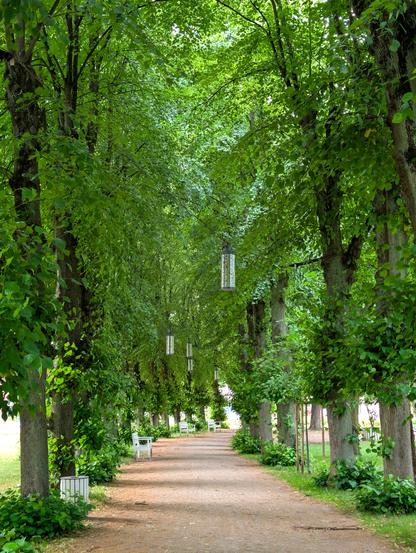 Der Betrachter steht auf einem breiten Fußweg, der durch eine Allee mit hohen alten Linden führt. Zwischen den Kronen der Bäume sind Kabel gespannt, an denen zylinderförmige Laternen hängen. Auf der linken Seite des Wegs ist ein mit weißen Holzlatten verkleideter Mülleimer zu erkennen. Weiter hinten laden in regelmäßigen Abständen weiße Holzbänke zum Verweilen ein.
Außerhalb der Allee befinden sich Rasenflächen.