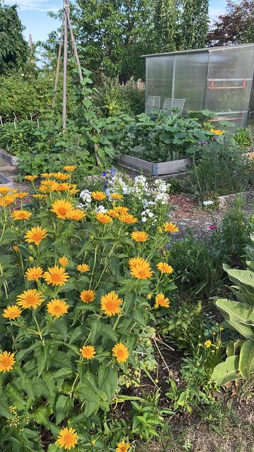 Blumen und Kürbispflanzen, Zucchini, Bohnen vor dem Gewächshaus in dem Tomaten wachsen.