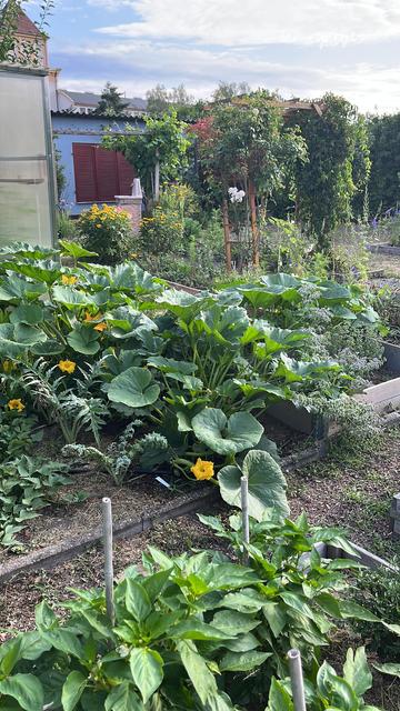 Blumen und Kürbispflanzen, Zucchini  vor dem Gewächshaus in dem Tomaten wachsen. Im Vordergrund Paprika. Im Hintergrund das Gartenhäuschen.