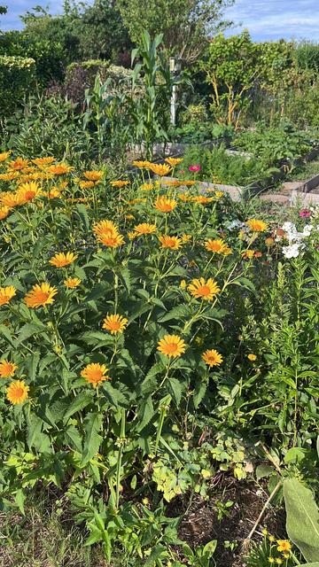 Im Garten Beete mit Möhren, Kartoffeln und Mais