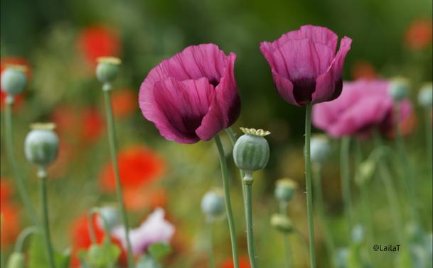 Ein Bild mit vielen Mohnblüten und Mohnkapseln. Im Vordergrund sind deutlich zwei dunkelrosa Blüten sowie eine geschlossene Kapsel des Schlafmohns zu sehen. Dahinter befinden sich weitere Blüten und Kapseln, verschwommen im Hintergrund auch noch rote Blüten des Klatschmohns. Die Pflanzen wurden im Botanischen Garten fotografiert.