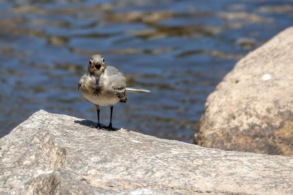 Eine juvenile Gebirgsstelze auf einem Felsen im Fluss