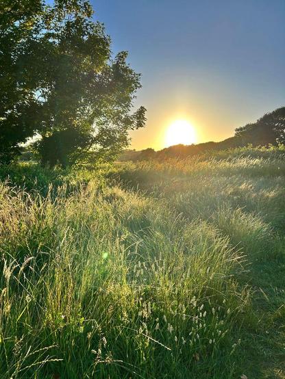 Sunset behind grassland with tree