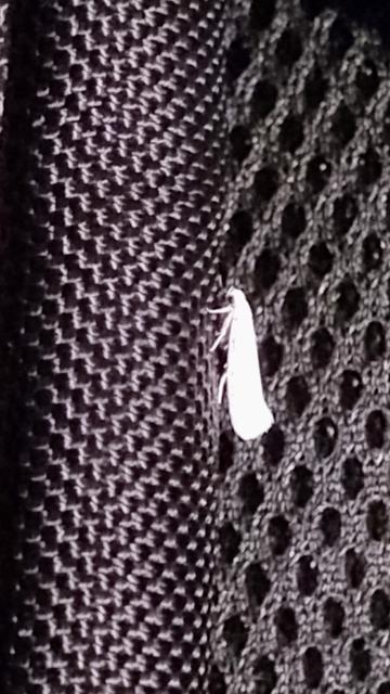 a small, white moth on the side of a black backpack
