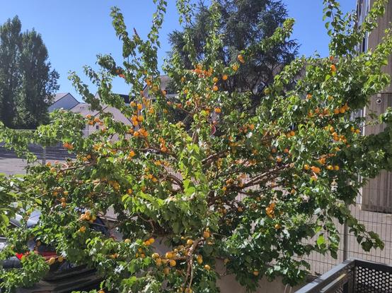 Aprikosenbaum mit reifen Aprikosen