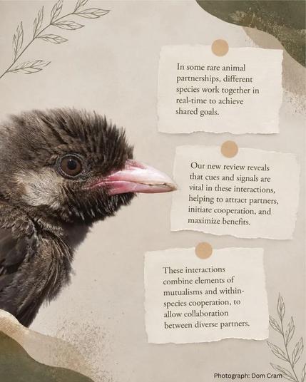 A bird speaks, telling us 'In some rare animal partnerships, different species work together to achieve real time shared goals...cues and signals  are vital in these interactions to attract partners and initiate cooperation...