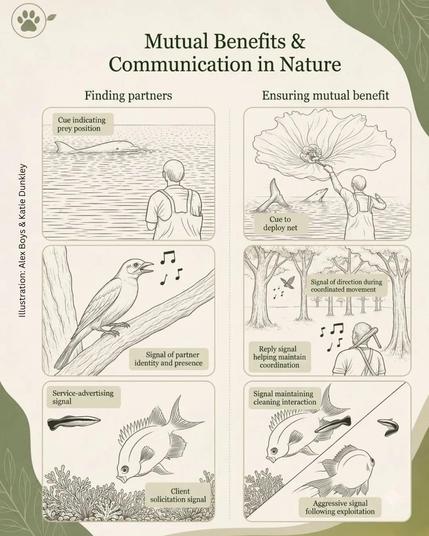 Examples of these fascinating interspecies cooperative interactions include cleaner fish, cooperation between humans and honeyguide birds that lead them to bees nests, and cooperative fishing between dolphins and fishermen.