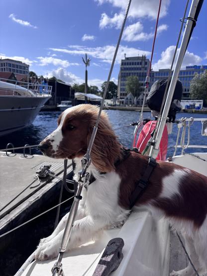 A dog, an Welsh Springer Spaniel, leans over the edge of a boat, looking out at the water. The scene features a clear blue sky and nearby boats, the modern statue of Stavanger visible in the background.
