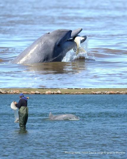 Dolphin works with fisherman