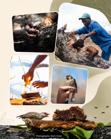 Honeyguide bird brings honey collector to where he can extract honey