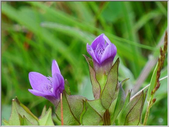 Two tiny purple flowers in grass