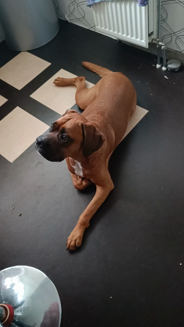 Boxador ligt op keukenvloer, starend naar boven. Gaat zitten. Gaat op achterpoten staan om vogel op bar van dichtbij te bekijken