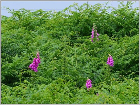 Several pink foxglove stalks stand proud in against a background of green bracken fronds. The ratio of pink to green is low, but pleasing.