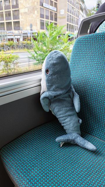 Smolhaj schaut aus dem Fenster eines Busses