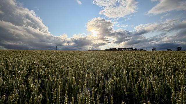A panoramic view of a wheat field, the crop not yet ripe but beginning to yellow. Trees are scattered along the skyline here and there, and the silhouette of an electricity pole to the left of them, just visible. The sky is blue but with plenty of cumulus near the horizon, one of which is half-covering the Sun and glowing yellow. There's a faint lens flare near the bottom of the frame.