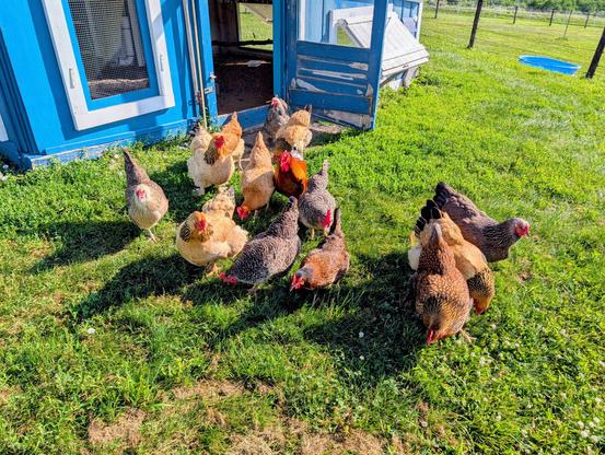 A flock of chickens begin to spread out after exiting their run to enjoy free-range time.