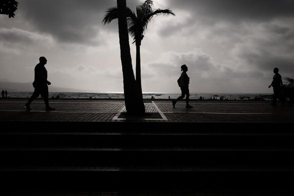 People walking on a boardwalk with a palmtree.