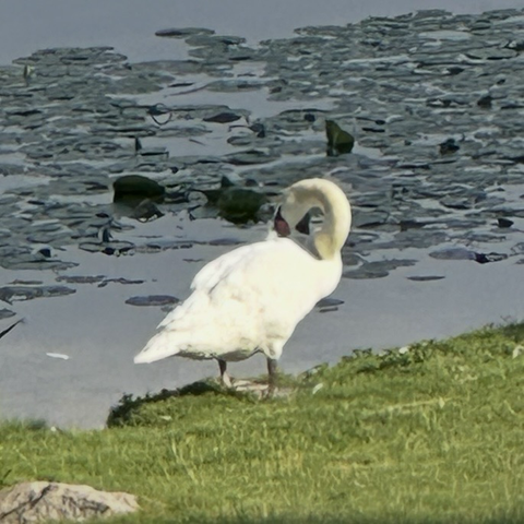 A preening swan.