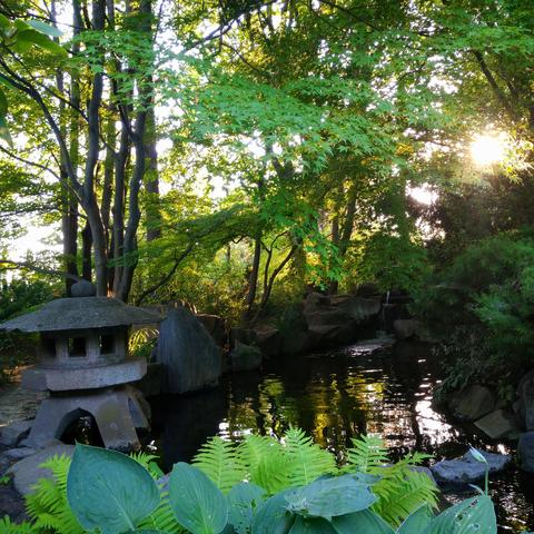 In einem Teich hinter Farn und Blättern spiegelt sich die Sonne, die durch die Bäume und Büsche scheint. Links steht eine japanische Steinlaterne
