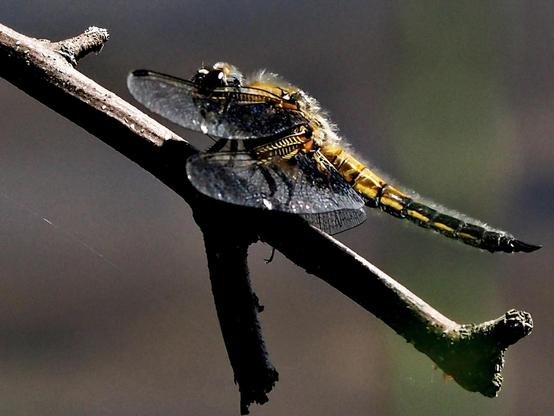 A close-up photo of a dragon fly, sitting on the branch.
