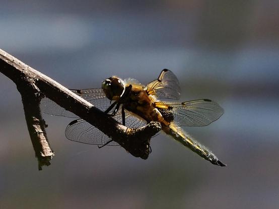 A close-up photo of a dragonfly, sitting on the branch. An insect shoot from below.