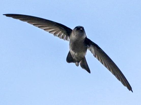 Picture of Marquesan Swiftlet