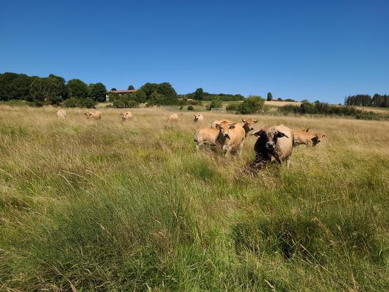 Des bovins à la robe claire observent le photographe depuis le champ ou elles paissent. Le taureau est reconnaissable par sa forte encolure et  sa tête plus foncées.