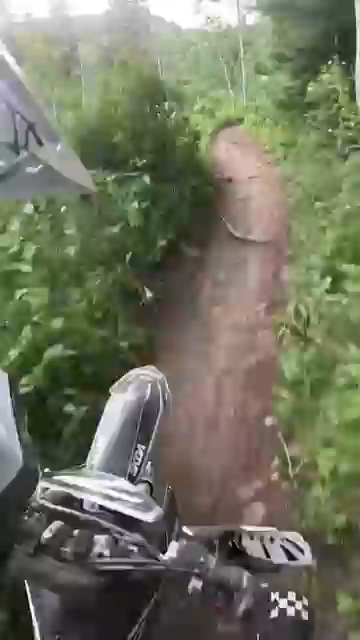 The biker was riding a trail when he noticed he was very hungy. He realized he was in the middle of a forest and dosen't know what to eat. so for todys lunch he decided to have some birch.
via @street_roll