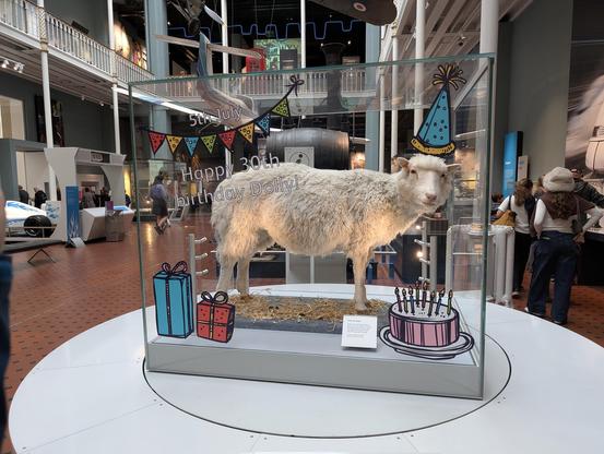 A foto of the taxidermied Dolly (the first animal cloned from adult cells) behind glass on a rotating platform. On the glass is text stating "5th July" and "happy birthday dolly" accompanied by stylized gifts, a cake, and a birthday hat 'on' dollys head