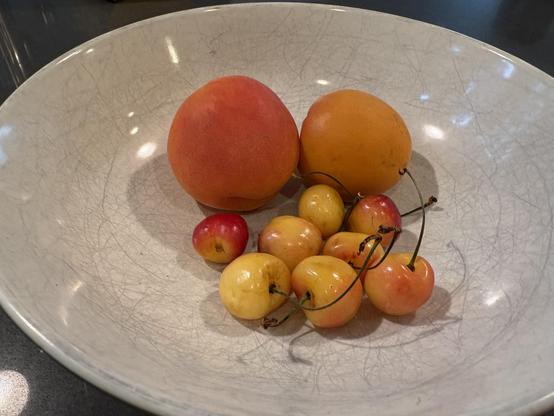 Apricots and rainier cherries ripening in a round white bowl