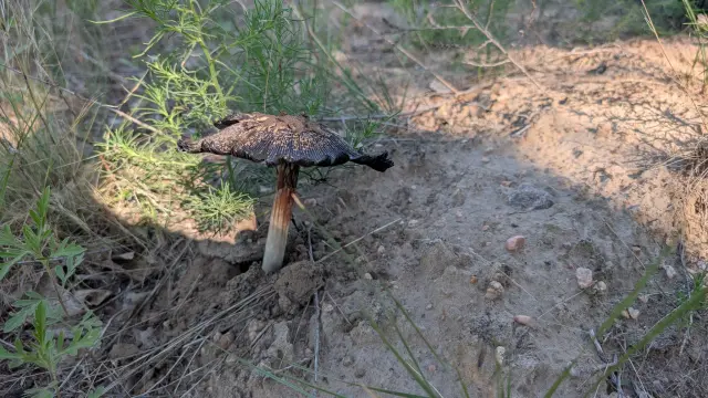 an unidentified mushroom pokes up through some sandy, gravely soil surrounded by various prairie plants