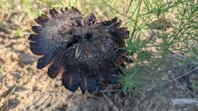 Topside view of the previous mushroom