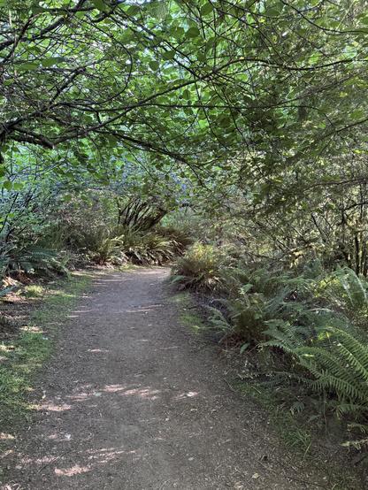 A dirt trail with trees on either side. The branches of the trees on the left extend over the trail forming a canopy.