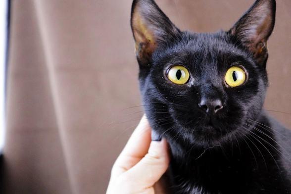 Close up portrait of a sleek black cat with bright golden yellow eyes and large upright ears, gently held under the chin by a person's hand while looking directly at the camera.