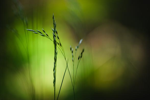 A close up photograph of a couple of green blades of grass. One is straight and vertical, with seeds tightly against the stalk. The other one, just to the right of it, branches out in several seed heads, spreading out left, up and right, one of which crosses the first one. The grass is in shadow.

The background is a mostly bright blur, predominantly green, but with small patches of earthy colours and some parts along the edges in dark shadow. Out of focus suggestions of shapes of more grass can be discerned in the lighter parts of the background.