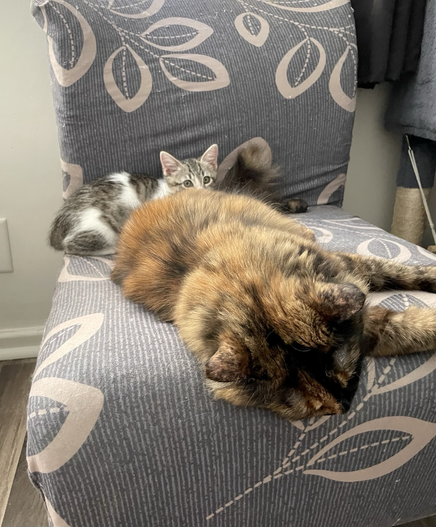 A small grey and white tabby lays behind a big fluffy long haired tortoiseshell cat