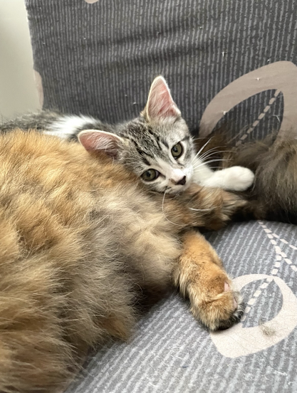 A small grey and white tabby kitten rests her head in the fluff of the long haired tortoiseshell cat