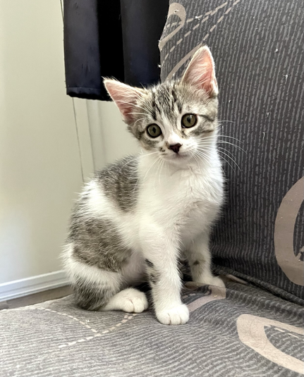A confident grey and white tabby kitten sitting on a chair