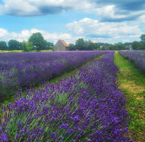 Ein weitläufiges Feld mit violettem Lavendel unter einem bewölkten Himmel. Lange Reihen von Lavendelpflanzen ziehen sich durch das Bild, wobei auf der rechten Seite ein schmaler Graspfad verläuft. Im Hintergrund steht ein braunes Holzgebäude mit einem Satteldach vor einer Reihe grüner Bäume. Der blaue Himmel ist mit großen weißen und grauen Wolken bedeckt. Die Szene zeigt eine ländliche Landschaft bei Tageslicht.