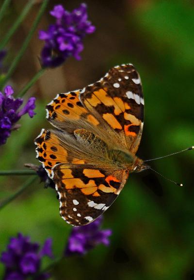 Eine Nahaufnahme eines Schmetterlings mit ausgebreiteten Flügeln vor einem unscharfen Hintergrund. Die Flügel weisen ein Muster aus orangefarbenen, schwarzen und weißen Flecken auf. An der Basis der Flügel sind feine, helle Härchen erkennbar, während die unteren Flügelbereiche braune und weiß weiße Markierungen zeigen. Der Schmetterling ist von unscharfen, lila Blüte Blüten umgeben. Der Hintergrund besteht aus dunklen Grün- und Schwarztönen.