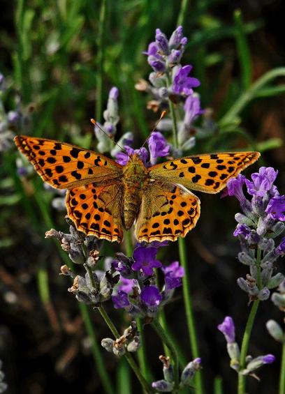 Ein orangefarbener Schmetterling mit schwarzen Punkten sitzt auf violetten Blüten. Die Flügel des Schmetterlings sind weit ausgebreitet und zeigen ein Muster aus zahlreichen schwarzen Flecken unterschiedlicher Größe auf orangefarbenem Grund. Der Körper des Schmetterlings ist bräunlich und behaart, mit zwei dünnen Fühlern, die nach oben ragen. Er ruht auf vertikalen Blütenständen aus kleinen, violetten Blüten und Knospen. Im Hintergrund befinden sich unscharfe grüne Stängel und Blätter vor einem dunklen Untergrund.