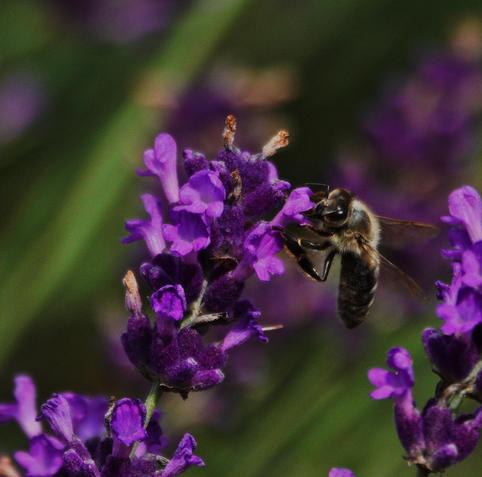 Eine Nahaufnahme zeigt eine Biene auf violetten Lavendelblüten vor einem unscharfen Hintergrund. Die Biene hat einen behaarten, braun-schwarzen Körp Körper und sichtbare, transparente Flügel. Sie befindet sich an der rechten Seite einer zentralen Blütenkerze aus Lavendel. Die kleinen Einzelblüten sind in verschiedenen Schattierungen von Violett gehalten. Der Hintergrund besteht aus verschwommenen grünen und violetten Flächen.