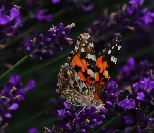 Eine Nahaufnahme zeigt einen gemusterten Schmetterling auf einer Gruppe kleiner, violetter Blüten. Die Flügel des Schmetterlings weisen orangefarbene, schwarze und weiße Muster auf. Ein sichtbarer Flügel hat große orangefarbene Flächen mit schwarzen Markierungen und weißen Punkten am Rand, während ein anderer Teil des Flügels braune und weiße Details zeigt. Die violetten Blüten sind dicht an dünnen grünen Stielen angeordnet. angeordnet. Der Hintergrund ist dunkel und unscharf, wodurch der Schmetterling und die Blüten im Vordergrund deutlich hervortreten.
