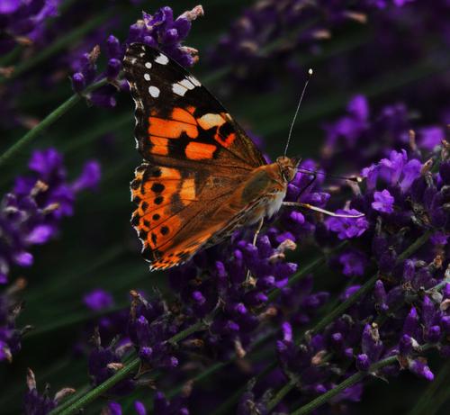 Eine Nahaufnahme zeigt einen Schmetterling auf violetten Blüten. Die Flügel Flügel des Schmetterlings sind orange mit schwarzen Mustern und weißen Punkten an den Spitzen. Der Körper ist braun und behaart, wobei zwei lange, lange, dünne Fühler nach oben ragen. Die Blüten hängen in dichten Clustern an grünen Stängeln. Der Hintergrund besteht aus unscharfem dunkelgrünem und violettem Blattwerk.